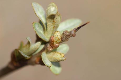 La floraison des fruitiers, la suite