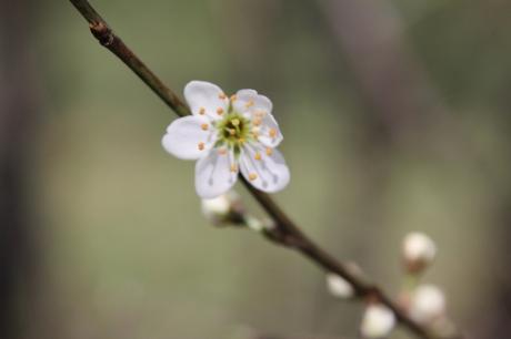 La floraison des fruitiers, la suite