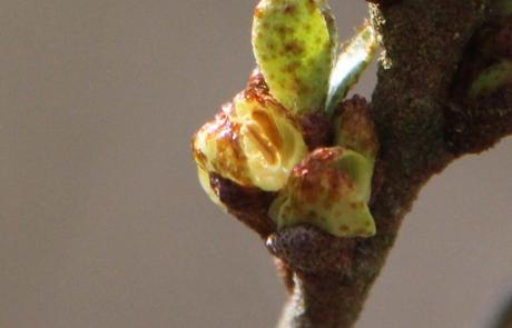 La floraison des fruitiers, la suite