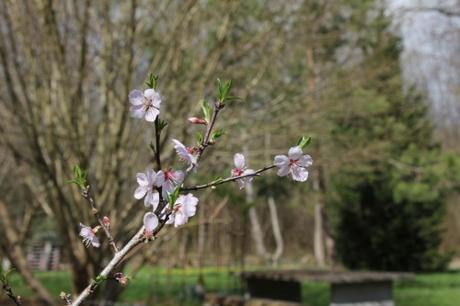 La floraison des fruitiers, la suite