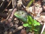 Lacerta bilineata tombé