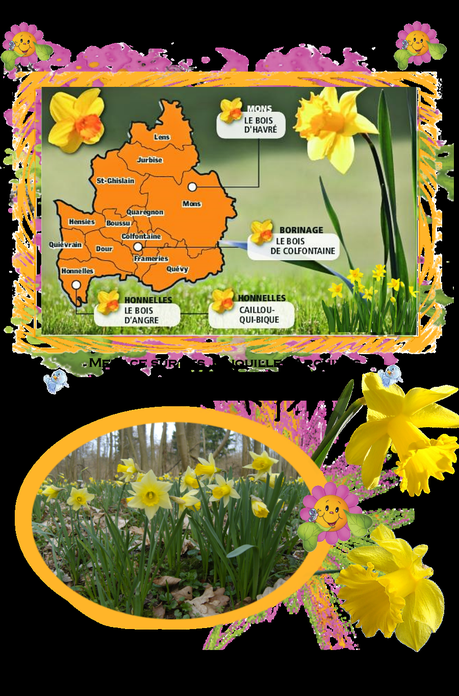 ♥♥  Ballade du printemps dans les bois saison des jonquilles et réglementation Mons- Borinage
