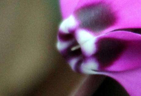 Cyclamen pseudibericum