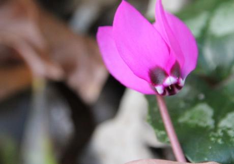 Cyclamen pseudibericum