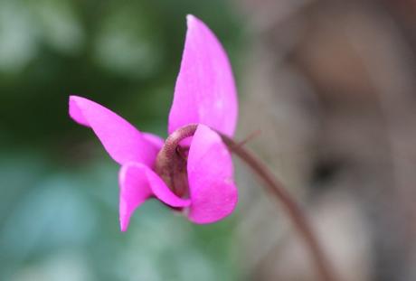 Cyclamen pseudibericum