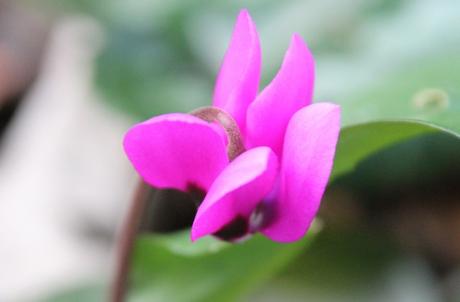 Cyclamen pseudibericum