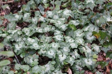 Cyclamen pseudibericum