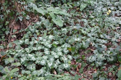 Cyclamen pseudibericum