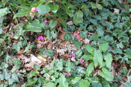 Cyclamen pseudibericum