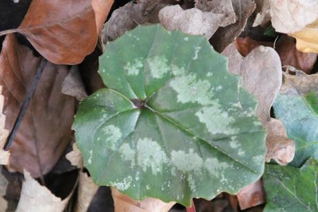 Cyclamen pseudibericum