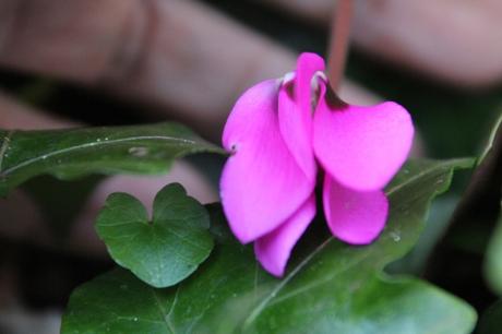 Cyclamen pseudibericum