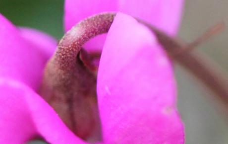 Cyclamen pseudibericum