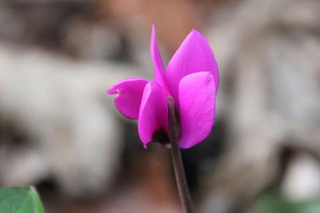 Cyclamen pseudibericum