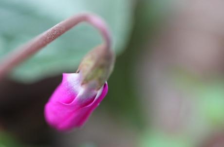 Cyclamen pseudibericum