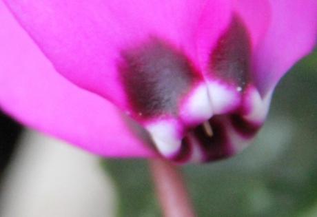 Cyclamen pseudibericum