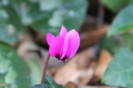 Cyclamen pseudibericum