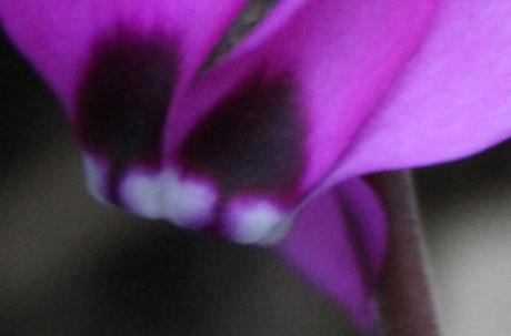 Cyclamen pseudibericum