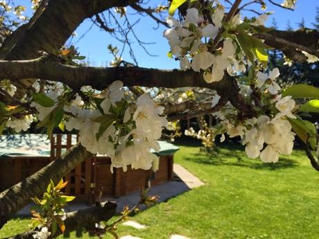 Cerisiers et récolte de Pâques