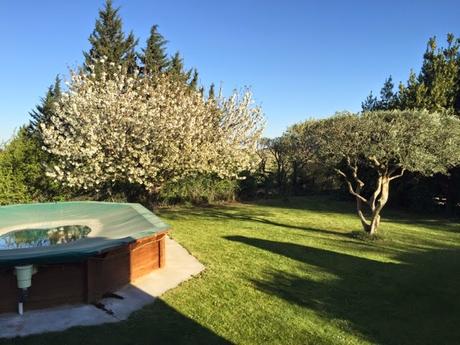 Cerisiers et récolte de Pâques