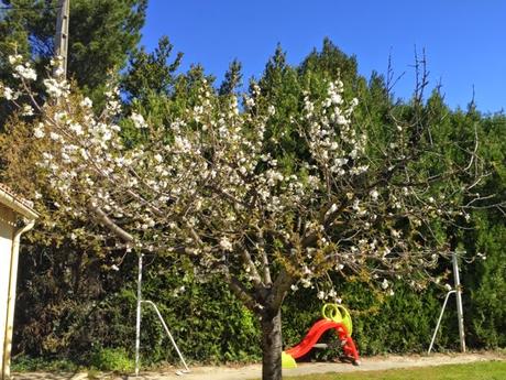 Cerisiers et récolte de Pâques