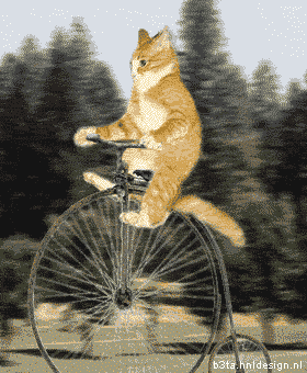 chat-velo-35562525a3 : chat-velo-35562525a3.gif