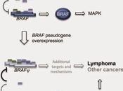 #Cell #souristransgénique #pseudogène #oncogène #BRAF #BRAFP1 #MAPK #lymphomeB #LDGCB #microRNA #ceRNA pseudogène BRAF fonctionne comme endogène compétitif inducteur lymphome vivo