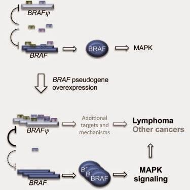 #Cell #souristransgénique #pseudogène #oncogène #BRAF #BRAFP1 #MAPK #lymphomeB #LDGCB #microRNA #ceRNA Le pseudogène BRAF fonctionne comme ARN endogène « compétitif » et est inducteur de lymphome in vivo
