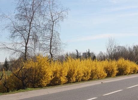 Encore des floraisons jaunes