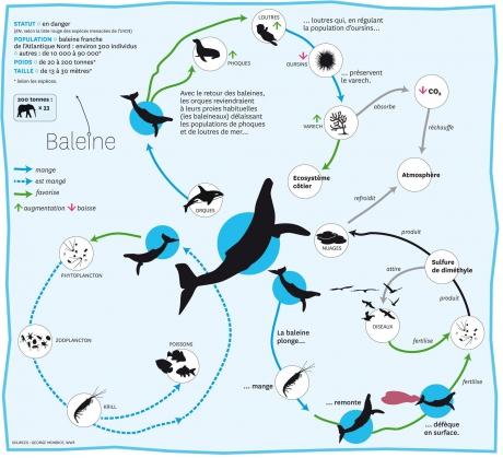 écosystème,environnement,océans,cétacés,baleines,varech,krill
