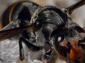Charente-Maritime apiculteurs lancent appel pour tuer frelons asiatiques