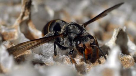 Un frelon asiatique © Maxppp