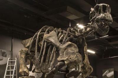 squelette de camarasaurus