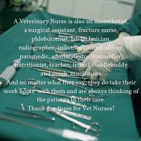 Comment devenir Vet Nurse en Angleterre ?