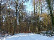 Forêt d'Halatte sous neige