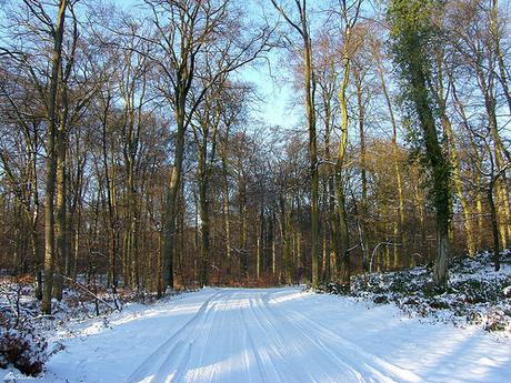 Forêt d'Halatte sous la neige