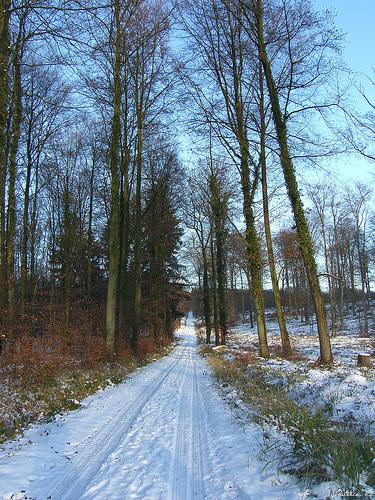 Forêt d'Halatte sous la neige