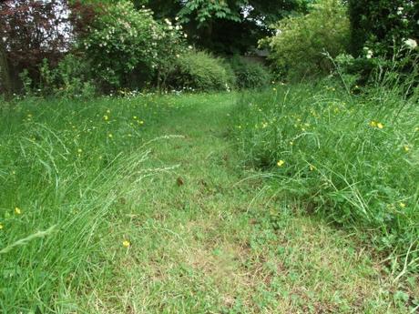 les graminées et les fleurs sauvages dans le jardin...