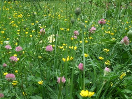 les graminées et les fleurs sauvages dans le jardin...