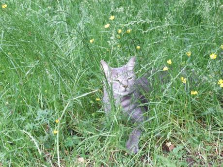 les graminées et les fleurs sauvages dans le jardin...