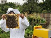 Sauvez abeilles: gardez ruche maison