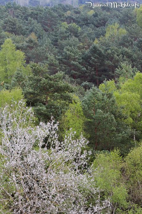 La canopée fleurie de la forêt de Fontainebleau
