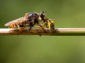 Abeillator super abeille