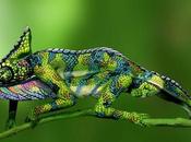 Ceci n'est caméléon