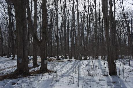 anteketborka.blogspot.com, piknik 33