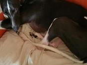 Adorable whippet adopter chez chiens galgos