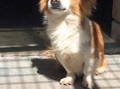 Sauvons cette petite chienne 7ans abandonné dans perrera