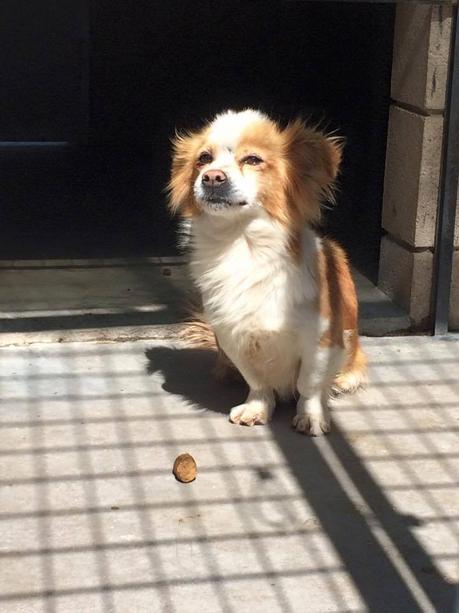 Sauvons cette petite chienne de 7ans abandonné dans une perrera