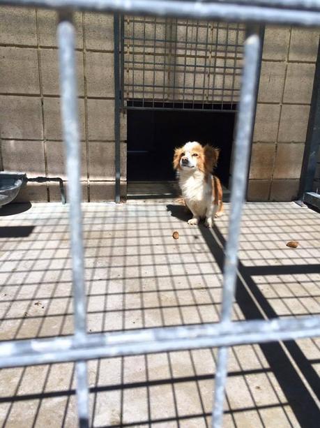 Sauvons cette petite chienne de 7ans abandonné dans une perrera
