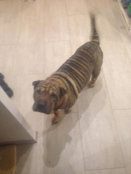Adoptez une petite Shar Pei en Normandie chez sos chiens galgos