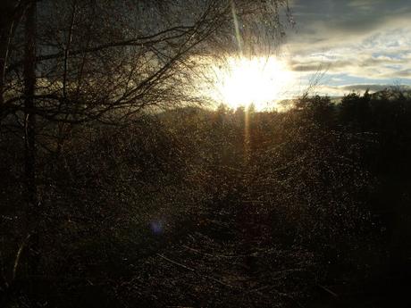 SERViTUDE NOUS N'iRONS PLUS AU BOiS. Chloé D'aniello